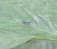 Ampulicini