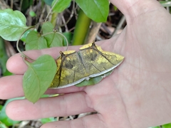 Thinopteryx nebulosa