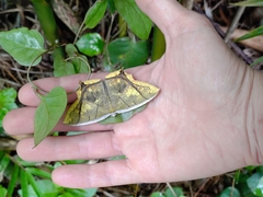 Thinopteryx nebulosa