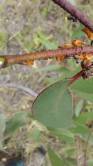 Eurymeloides bicincta