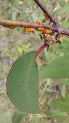 Eurymeloides bicincta