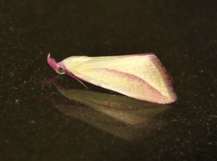 Phytometra obliqualis