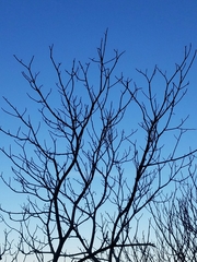 Aesculus californica