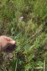 Oxytropis glabra