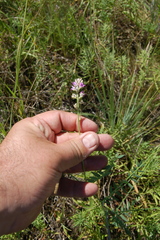 Oxytropis glabra