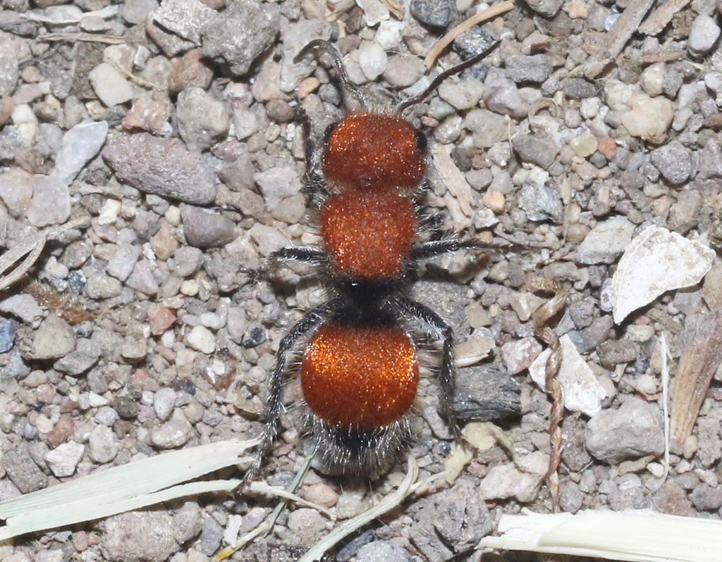 Pseudomethoca flammigera