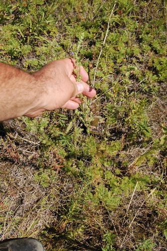 Image of Artemisia rupestris by (c) Alexander Dubynin, some rights reserved (CC BY)