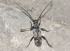 Enaphalodes niveitectus