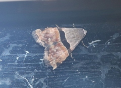 Cobubatha lixiva
