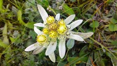 Leontopodium leontopodioides