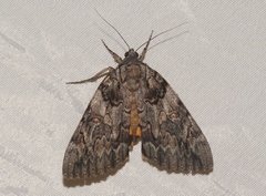 Catocala neogama euphemia