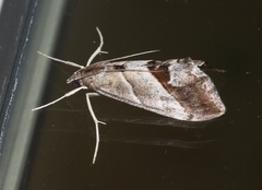 Evergestis triangulalis