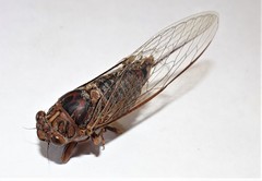 Birrima varians
