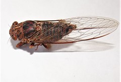 Birrima varians
