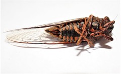 Birrima varians