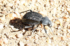 Somaticus