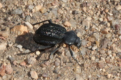 Somaticus
