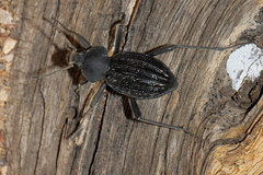 Somaticus