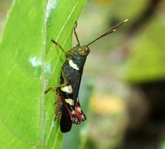 Apalacris varicornis