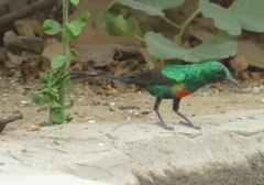 Beautiful Sunbird photo 3