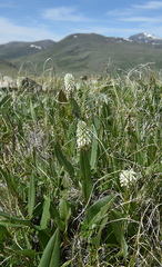 Lagotis integrifolia