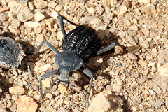 Somaticus
