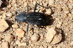 Somaticus