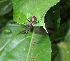 Dinomyrmex gigas