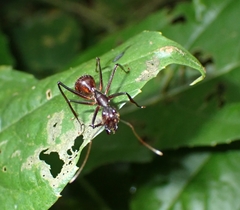 Dinomyrmex gigas