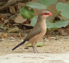 Estrilda troglodytes