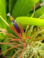 Tillandsia ionantha