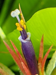 Tillandsia ionantha