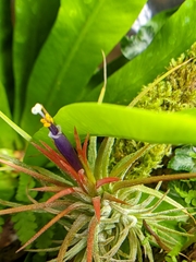 Tillandsia ionantha