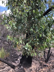 Eucalyptus arenacea