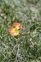 Papaver croceum