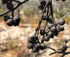 Eucalyptus arenacea