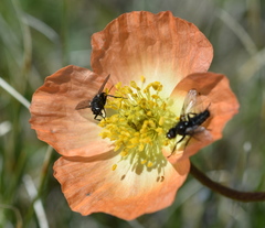 Papaver croceum
