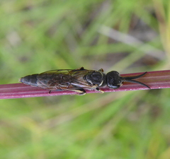 Paramyzine bidentata