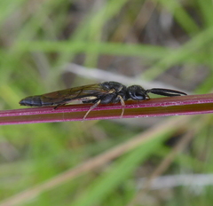 Paramyzine bidentata