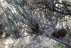 Allocasuarina pusilla