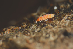 Bilobella