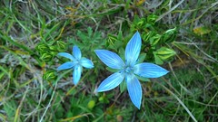 Lomatogonium carinthiacum