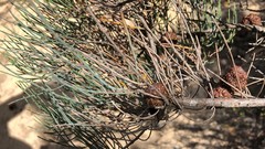 Allocasuarina pusilla