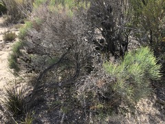 Allocasuarina pusilla
