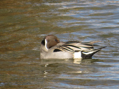 Anas acuta