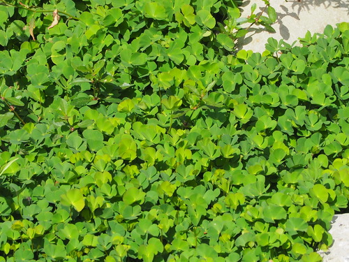 Image of Marsilea minuta by no rights reserved