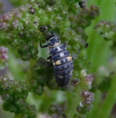 Hippodamia variegata