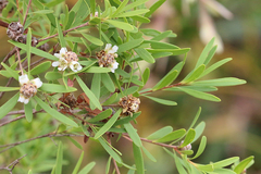 Asteromyrtus lysicephala