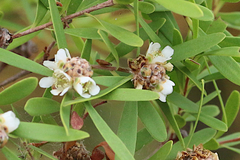 Asteromyrtus lysicephala