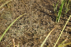 Ranunculus subrigidus